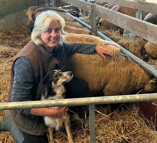 Shauna the sheep brings joy to Kinsale Community Hospital