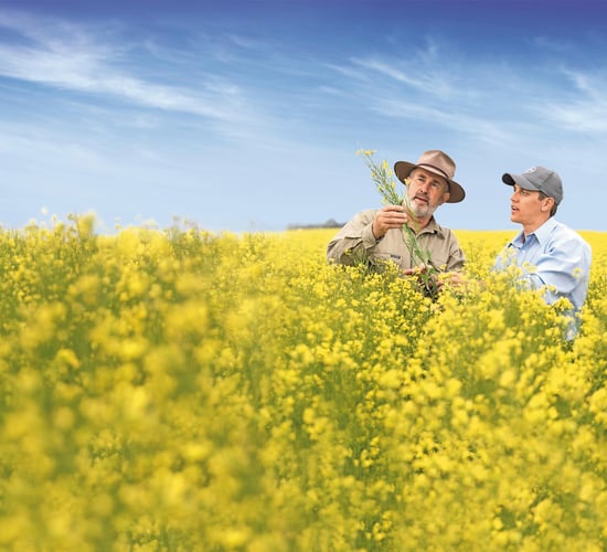 Bayer and Neste to develop feedstocks for renewable fuels