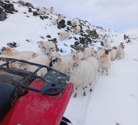 'It was like Mt Everest' - Kerry farmer saves sheep from heavy snow
