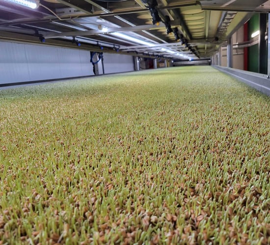 Agrotopia turning seed to high-protein feed