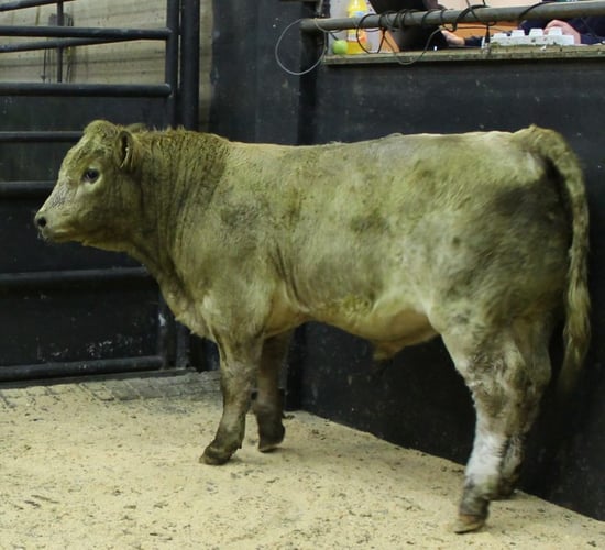 Cattle sale prices from the weekend in the east and west