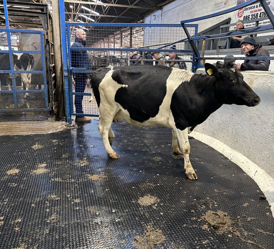 'Very strong trade' for dairy stock at dispersal sale in Carnaross
