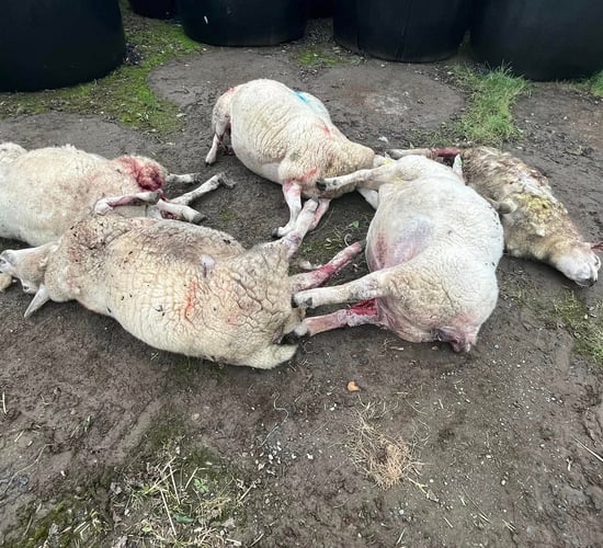Graphic: Five sheep killed in Co. Monaghan dog attack