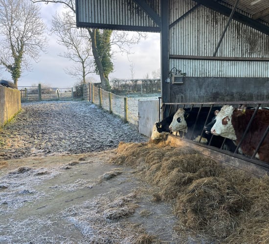 Dealing with frozen water pipes and livestock drinkers