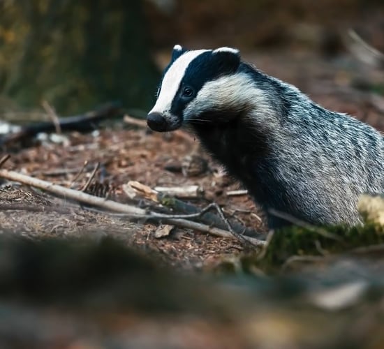 TB Awareness Series: How to protect and prevent badger activity on land?