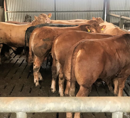 73% of factory cattle sourced from non-CFU herds in Q1 of 2025