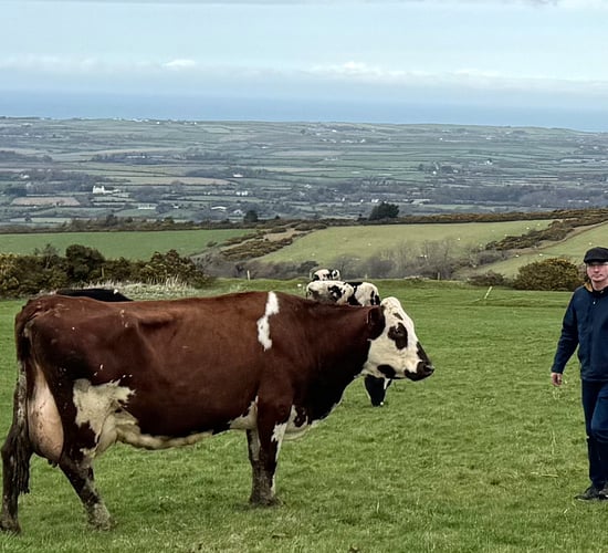 Farm sells milk directly to public on TB-free Isle of Man