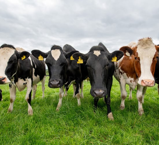 Events to showcase options for life beyond the farm