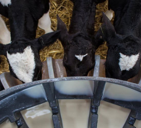 Calf Rearing Series: Achieve award-winning calf performance