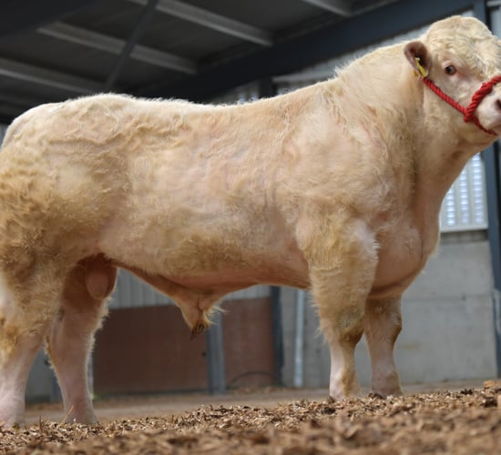 Charolais show and sale and dispersal set for Tullamore