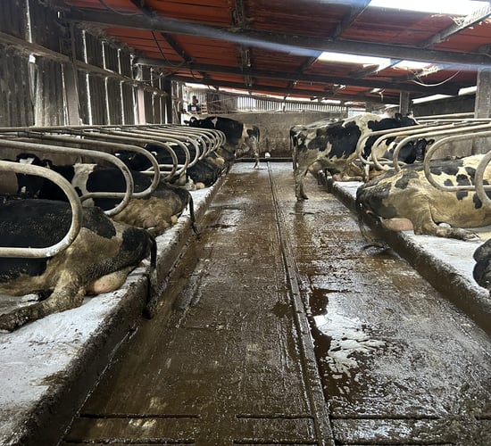 Dairy advice: Mastitis risk increases as calving looms