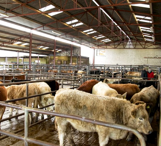 Should store cattle buyers switch to rearing calves this year?