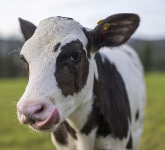 Introducing Hilda: Could this IVF calf transform the UK dairy industry?