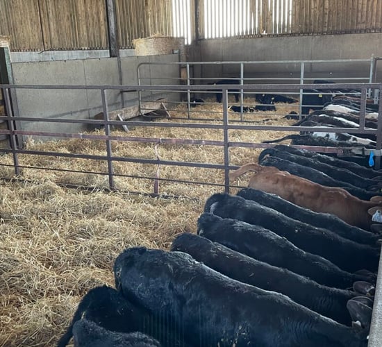 Table: Good, average and poor CBVs for calves by breed