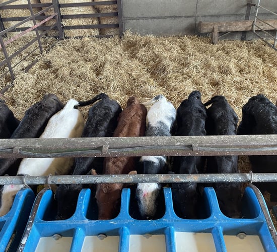 Table: What can dairy-beef farmers afford to pay for calves?