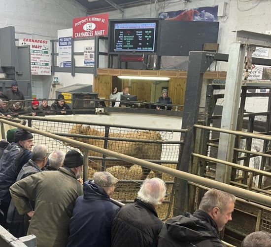 New record prices reached at recent cattle mart sales