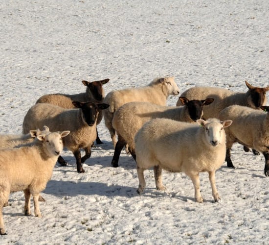 Sheep trade: Higher-end of hogget prices cross €9.00/kg
