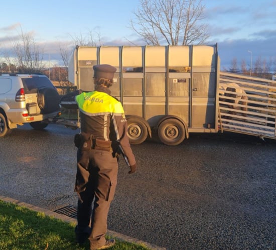 Gardaí in Kildare seize horses because of 'animal welfare concerns'