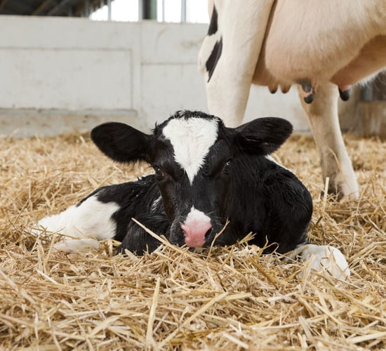 Milk replacer: Advice on maximising early-life calf growth