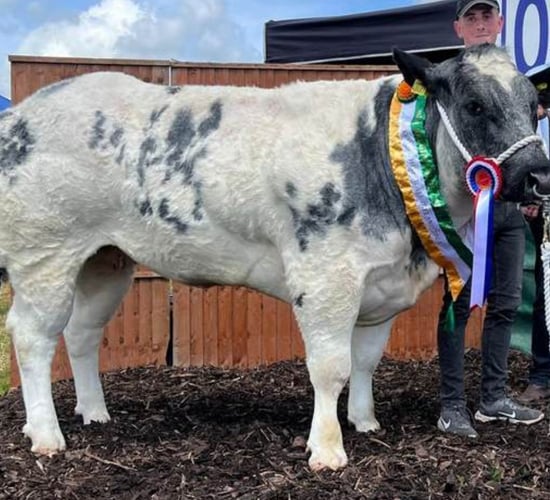 Belgian Blue heifer sells for €15,400 in online sale