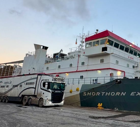 Largest shipment of pedigree dairy in-calf heifers sets sail to Algeria
