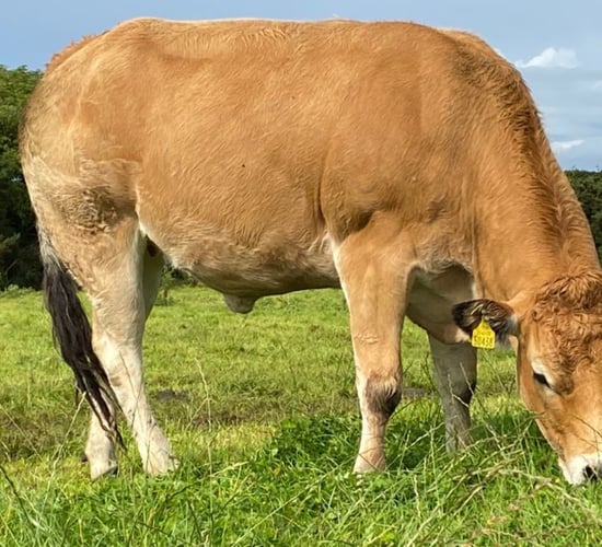 More breed societies vote 'no confidence' in Euro-Star indices