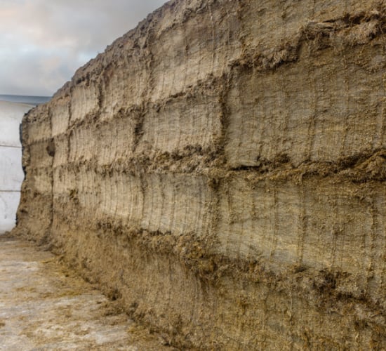 Dairy advice: Get your silage tested ahead of winter