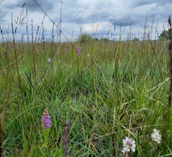 'Multi-disciplinary team' sought for Kildare wetlands restoration