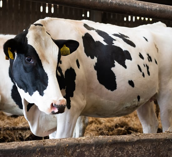 Watch: Importance of transition period &amp; early lactation