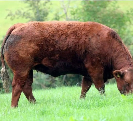 BVD ‘grace period’ reduced in NI for positive or inconclusive animals