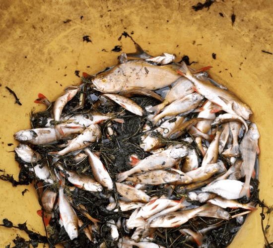 Uisce Éireann fined for sewage pollution that killed 1,000 fish