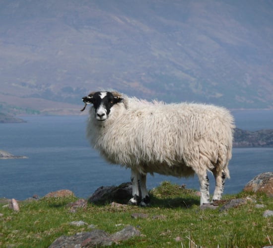 How Mayo became home to Ireland’s largest sheep farm