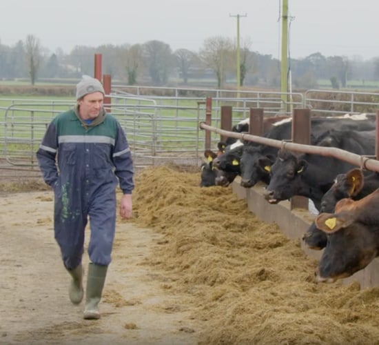 Breeding for Efficiency Series: Jersey cross driving production
