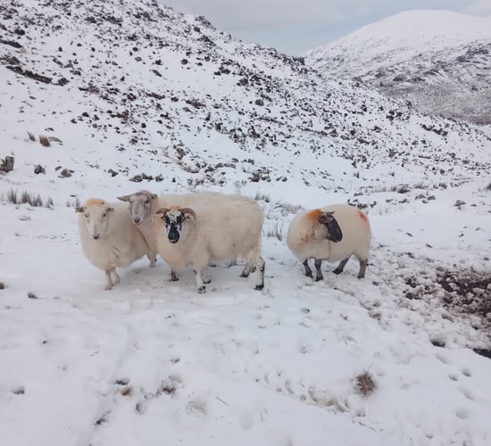 Met Éireann issues new Status Orange low temperature warning