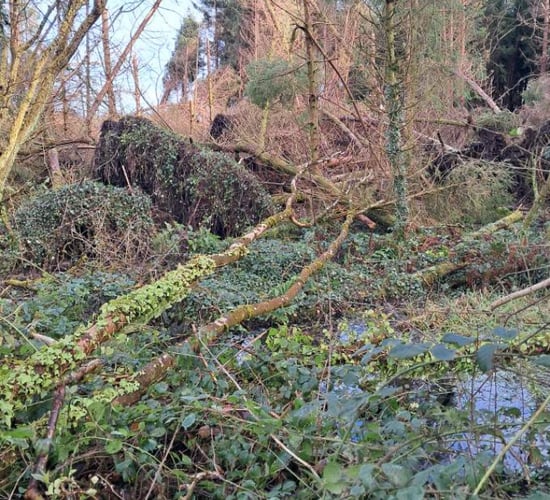 Forestry farmer urges Healy-Rae to 'flex his political muscle'