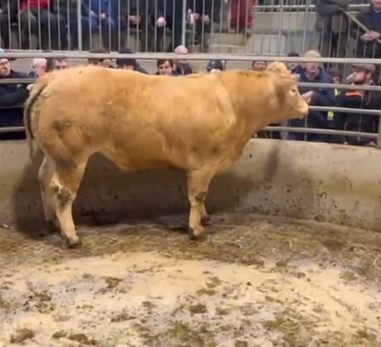 Bullocks make up to €4,850 at Carnew Mart's fatstock sale