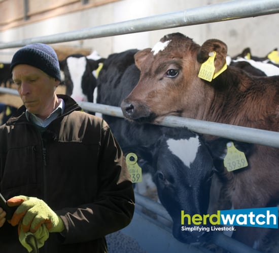 How to avoid costly calf registration errors