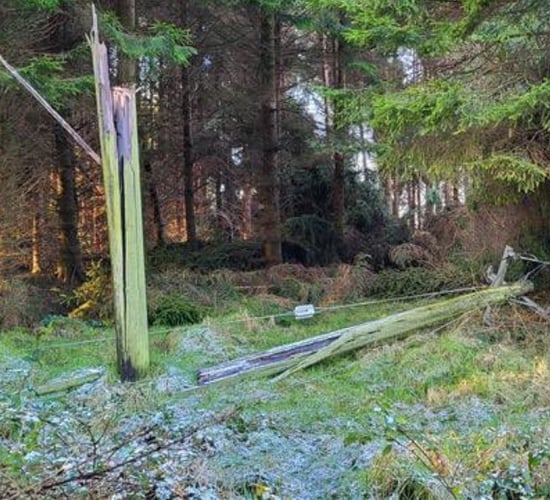 ESB proposes greater legislative land access for forestry corridors