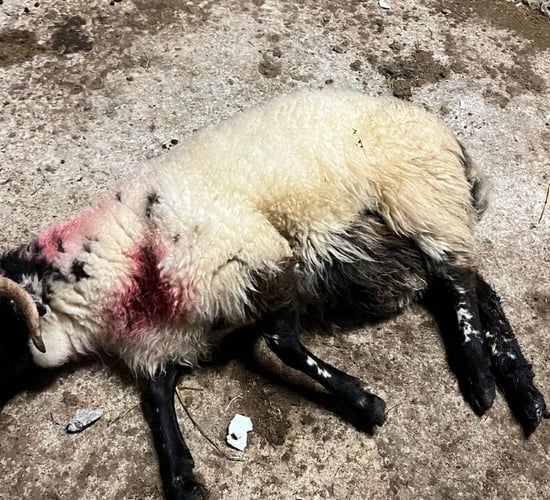 Sheep dead, injured and missing following dog attack in Co. Kerry