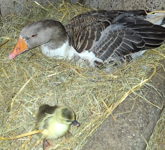 Offaly farmer claims to own a 'record-breaking' goose