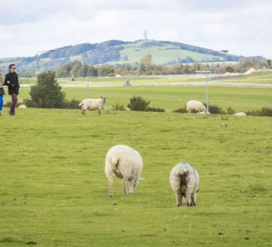 Curragh residents complain of property damages caused by livestock