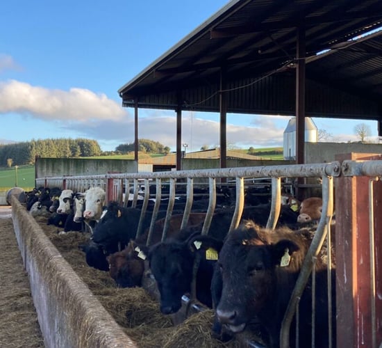 ABP Demo Farm: Calf rearing prep, cattle weights and store lambs