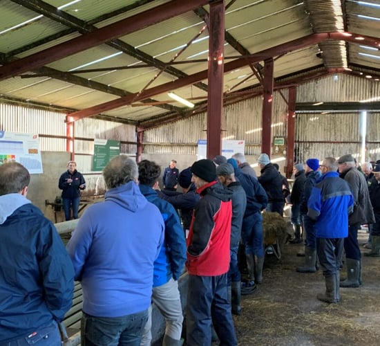 Dairy-beef integration project to host info event in Bandon