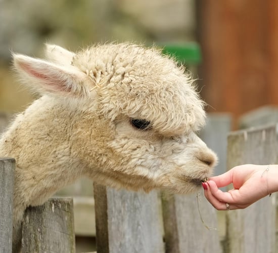 TB detected in an alpaca in south Co. Dublin