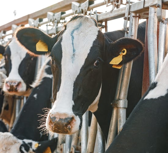 25 farmers apply for robotic milkers in both TAMS II and 3
