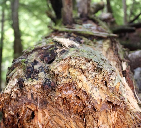'Needs of owners' will be central to new forest windblow taskforce