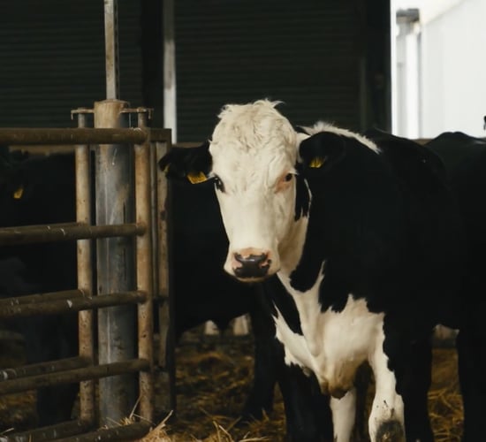TB Awareness Series: Breeding for resistance to bovine tuberculosis