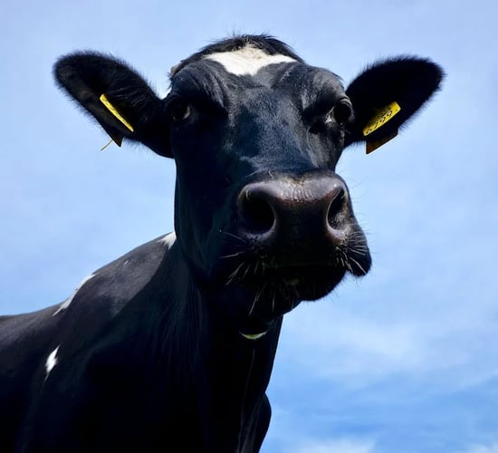What are the requirements for a cattle dealer's licence?
