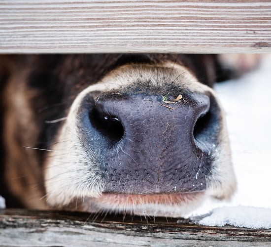 DAFM 'taking action' to protect Irish livestock following FMD outbreaks