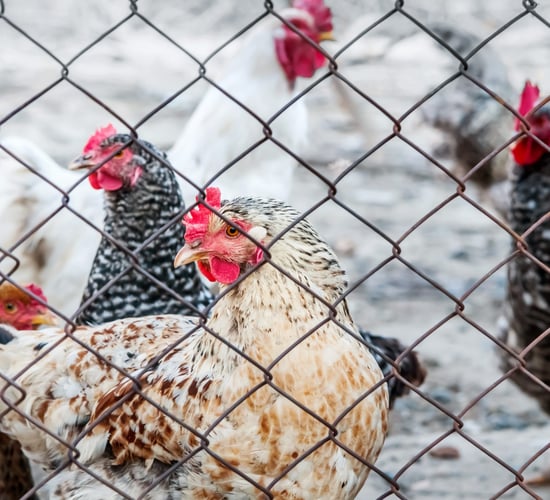 RaboResearch: EU chicken prices up 15% in Q2 2025